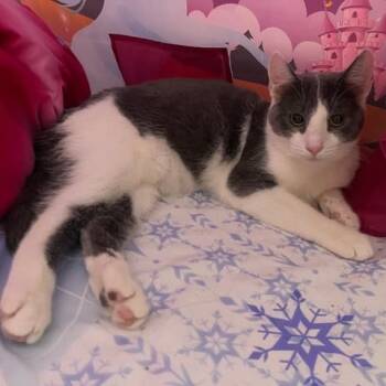 Rescue Domestic Short Hair Cats for Adoption - Drizzle | PetCurious