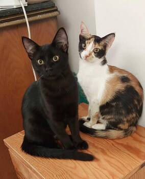 Rescue Calico Cats for Adoption in Brampton, Ontario - Mango & Rico, 4 Months Old | PetCurious