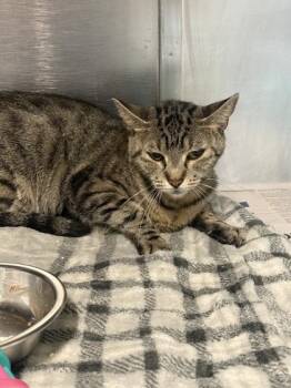 Tsuki -  Domestic Short Hair Cat for Adoption in Fort Worth, Texas - Tsuki | PetCurious