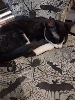Diva -  Domestic Short Hair Cat for Adoption in Rio Linda, California - Diva | PetCurious