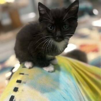 Bellatrix -  Domestic Short Hair Cat Available for Adoption in Janesville, Wisconsin - Bellatrix | PetCurious
