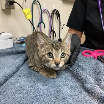 Panini -  Domestic Short Hair Cat for Adoption in Lakeland, Florida - Panini | PetCurious