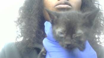 Rescue Domestic Short Hair Cats for Adoption in Dallas, Texas - LOU | PetCurious