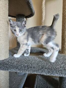 Adventure -  Domestic Short Hair Cat Available for Adoption in Tucson, Arizona - Adventure | PetCurious