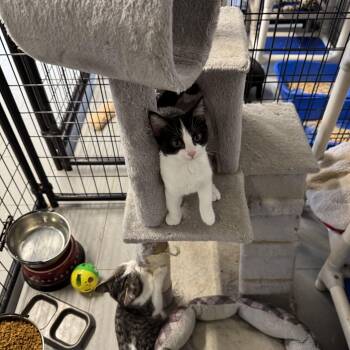 Rescue Domestic Short Hair Cats for Adoption in Hoopeston, Illinois - Raspberry | PetCurious