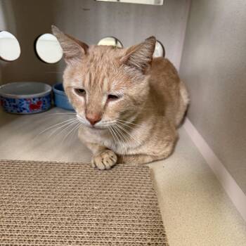 Domestic Short Hair Cats Available for Adoption in Houston, Texas - Peter | PetCurious