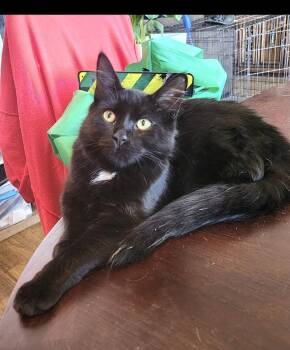 Shadow -  Domestic Medium Hair Cat Available for Adoption in Hamilton, Ontario - Shadow | PetCurious