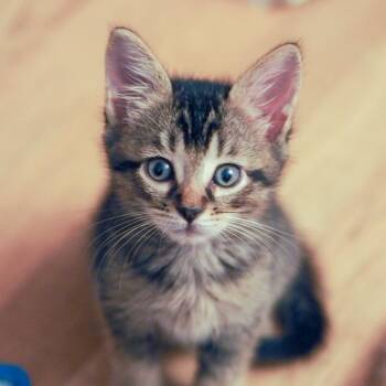 Diet Dr. Pepper -  Domestic Short Hair Cat for Adoption in Brockton, Massachusetts - Diet Dr. Pepper | PetCurious