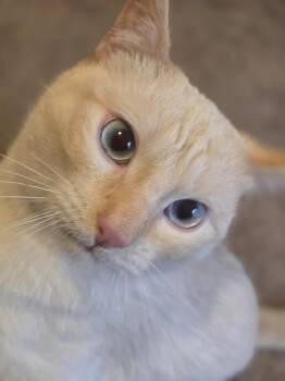 Siamese Cats Available for Adoption in Lafayette, Colorado - Ember | PetCurious