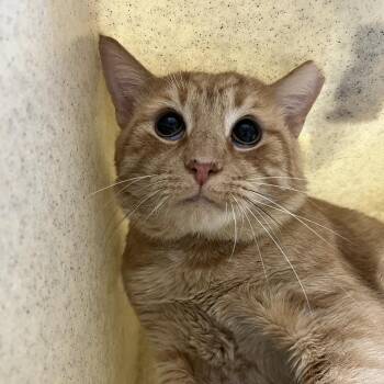 Slingshot -  Domestic Short Hair Cat for Adoption in Lyndhurst, Virginia - Slingshot | PetCurious