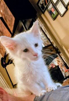 Domestic Medium Hair Cats Available for Adoption in Hagaman, New York - Snow White | PetCurious