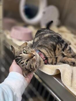 Jack O. Lantern -  Domestic Short Hair Cat for Adoption in Westland, Michigan - Jack O. Lantern | PetCurious