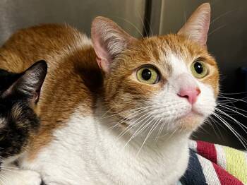 Rescue American Shorthair Cats for Adoption in Meriden, Connecticut - Sandy | PetCurious