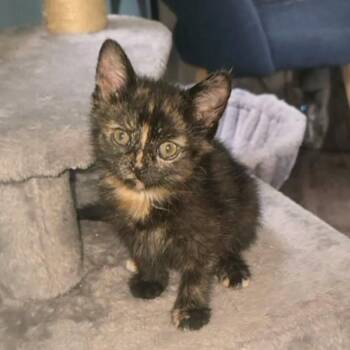 Rhonda -  Domestic Short Hair Cat for Adoption in Martinsville, Indiana - Rhonda | PetCurious