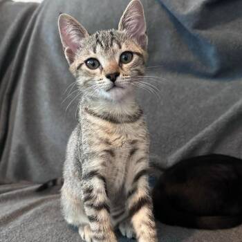 Poppy -  Domestic Short Hair Cat for Adoption in Buffalo, New York - Poppy | PetCurious