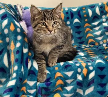 Rescue Tiger Cats for Adoption in Bluffton, Indiana - Simba | PetCurious