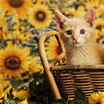 Caramel -  Domestic Short Hair Cat for Adoption in Lexington, Kentucky - Caramel | PetCurious