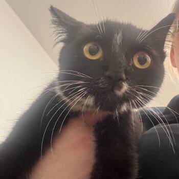 Rescue Domestic Short Hair Cats for Adoption in Bronson, Florida - Jackie | PetCurious