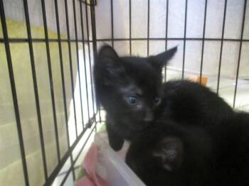 Domestic Short Hair Cats Available for Adoption in Ocala, Florida - A382161 | PetCurious