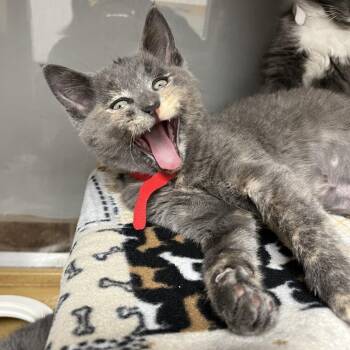 Viva Magenta -  Domestic Short Hair Cat for Adoption in Chicago, Illinois - Viva Magenta | PetCurious
