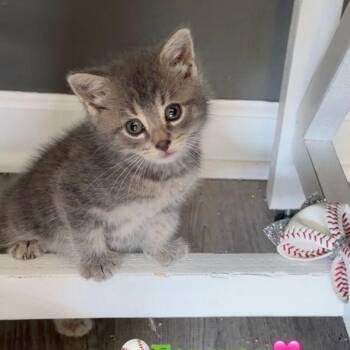 Fenway -  Domestic Short Hair and Tabby Cat for Adoption in Penns Grove, New Jersey - Fenway | PetCurious