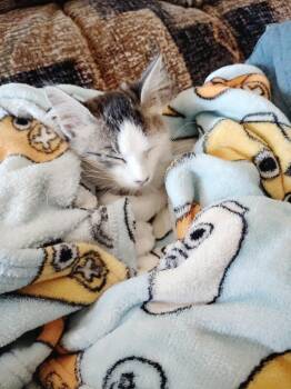 Amy -  Domestic Medium Hair Cat for Adoption in San Jacinto, California - Amy | PetCurious