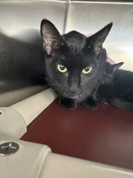 Rescue Domestic Short Hair Cats for Adoption in Pomona, New York - Stars | PetCurious