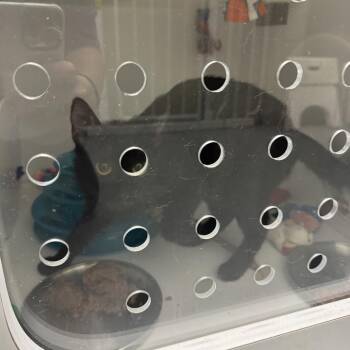 Poppy -  Domestic Medium Hair Cat for Adoption in Columbus, North Carolina - Poppy | PetCurious