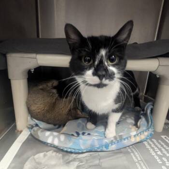 Domestic Short Hair Cats Available for Adoption - Inkjet | PetCurious