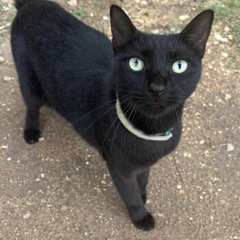 Stowie -  Domestic Short Hair Cat for Adoption in Kerrville, Texas - Stowie | PetCurious