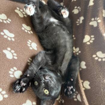 Ash -  Domestic Short Hair Cat for Adoption in League City, Texas - Ash | PetCurious