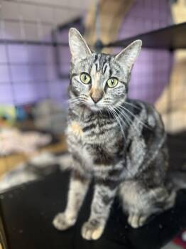 Mau -  Bengal and Oriental Tabby Cat for Adoption in Newark Valley, New York - Mau | PetCurious