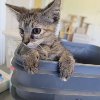 Lucy -  Domestic Medium Hair Cat for Adoption in Clarksdale, Mississippi - Lucy | PetCurious