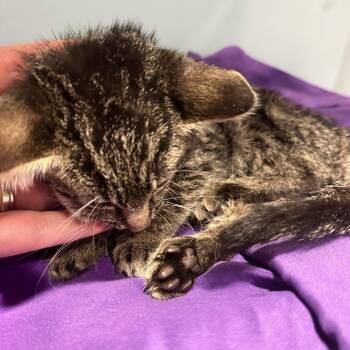 Maverick -  Domestic Short Hair Cat for Adoption in Chattanooga, Tennessee - Maverick | PetCurious