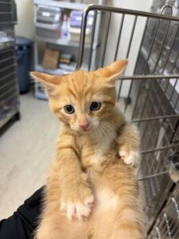 Domestic Short Hair Cats Available for Adoption - Spaghetti Squash | PetCurious