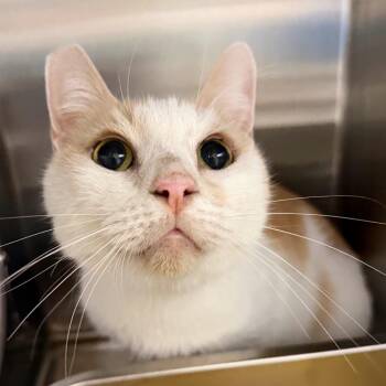 Mr. Wiggles -  Domestic Short Hair Cat for Adoption in Las Vegas, Nevada - Mr. Wiggles | PetCurious