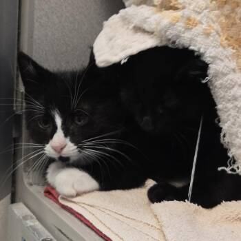 Scram -  Domestic Short Hair Cat for Adoption in Pittsburgh, Pennsylvania - Scram | PetCurious