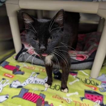 Fenix -  Domestic Short Hair Cat for Adoption in Detroit Lakes, Minnesota - Fenix | PetCurious