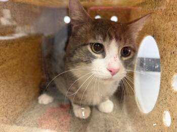 Domestic Short Hair Cats Available for Adoption in Ames, Iowa - MARC | PetCurious