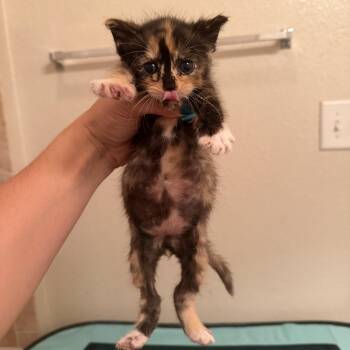 Lola -  Domestic Short Hair Cat for Adoption in Jacksonville, Florida - Lola | PetCurious