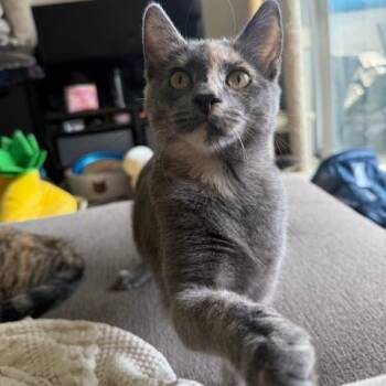 Rescue Domestic Short Hair Cats for Adoption in Los Angeles, California - Farfalle | PetCurious