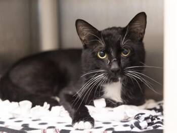 COMET -  Domestic Short Hair Cat for Adoption in Phoenix, Arizona - COMET | PetCurious