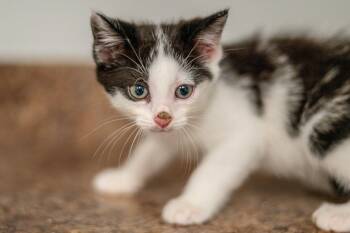 Tommy -  Domestic Medium Hair Cat for Adoption in Hilton Head Island, South Carolina - Tommy | PetCurious