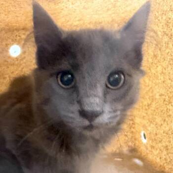 Domestic Short Hair Cats Available for Adoption in Asheville, North Carolina - Steven Crain | PetCurious