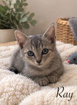 Ray -  Domestic Short Hair Cat for Adoption in Johnson City, Tennessee - Ray | PetCurious