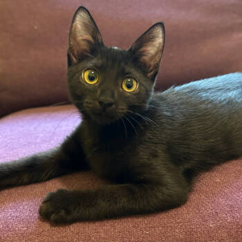 Rescue Domestic Short Hair Cats for Adoption in Fort Lauderdale, Florida - Tyra | PetCurious