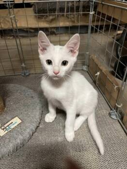Rescue Domestic Short Hair Cats for Adoption in Memphis, Tennessee - Airhead | PetCurious
