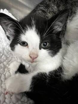 Domestic Short Hair Cats Available for Adoption - Aislinn (Spirited) | PetCurious