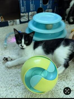 Athena -  Domestic Short Hair and Tuxedo Cat for Adoption in Sacramento, California - Athena | PetCurious