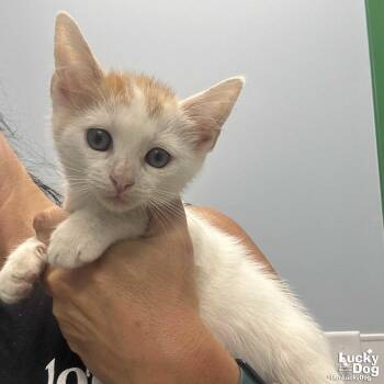 Atlas -  Domestic Short Hair Cat for Adoption in Washington, District Of Columbia - Atlas | PetCurious